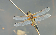 Four-spotted Chaser (Libellula quadrimaculata)